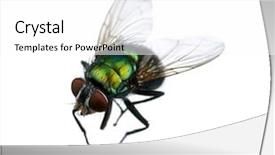  Presentation with white green - Audience pleasing presentation design consisting of green fly isolated on white backdrop and a  colored foreground