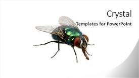  Presentation with white green - Cool new slides with green fly isolated on white backdrop and a white colored foreground