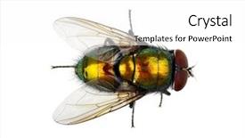  Presentation with green house - Presentation consisting of green fly isolated on white background and a white colored foreground