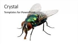  Presentation with fly - Amazing presentation design having green fly isolated on white backdrop and a white colored foreground
