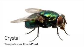 Presentation with fly - Beautiful PPT theme featuring green fly isolated on white backdrop and a white colored foreground