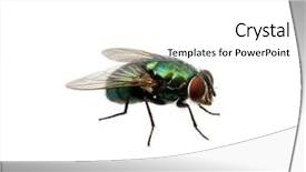  Presentation with fly - Cool new PPT layouts with green fly isolated on white backdrop and a white colored foreground