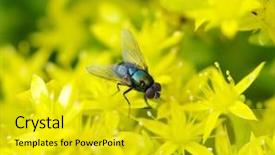  Presentation with green house - Presentation theme featuring animated euro - fun superhero background and a light gray colored foreground