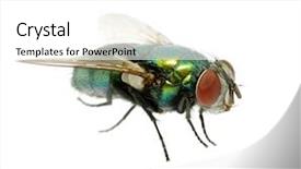  Presentation with green house - Colorful slide deck enhanced with green fly backdrop and a white colored foreground