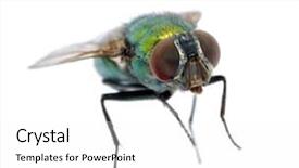  Presentation with fly - Presentation theme having green fly background and a white colored foreground