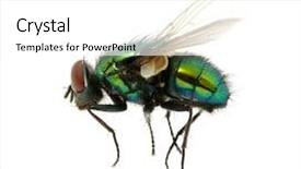  Presentation with fly - Audience pleasing PPT theme consisting of green fly backdrop and a white colored foreground