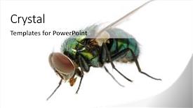  Presentation with insect - Audience pleasing slide deck consisting of green fly backdrop and a white colored foreground