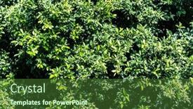  Presentation with green lights - Colorful slide set enhanced with green-foliage-in-the-sun backdrop and a tawny brown colored foreground