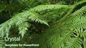 Presentation with green foliage - Slides consisting of green foliage of fern background and a tawny brown colored foreground