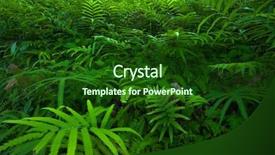  Presentation with green foliage - Audience pleasing presentation design consisting of green foliage tropical background rain backdrop and a forest green colored foreground