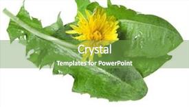  Presentation with flower - Slides with green food - dandelions taraxacum flower isolated background and a seafoam green colored foreground