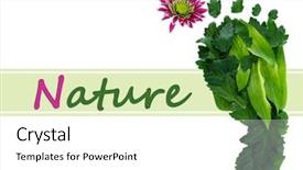  Presentation with footprint - Presentation design with green foot print - footprint of leaves and flowers background and a white colored foreground