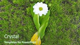  Presentation with footprint - Colorful presentation theme enhanced with green foot print - footprint of leaves and flowers backdrop and a tawny brown colored foreground