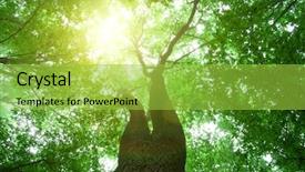  Presentation with divine - Theme having green forest background background and a yellow colored foreground