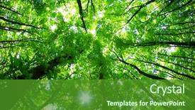  Presentation with forest - Amazing presentation design having green forest background backdrop and a forest green colored foreground