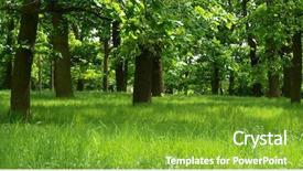  Presentation with mystic - Audience pleasing slides consisting of green forest with mystic grass backdrop and a tawny brown colored foreground