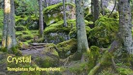  Presentation with sunshine - Presentation enhanced with green forest background and a  colored foreground