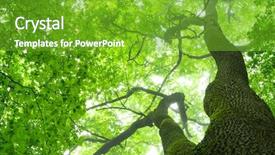  Presentation with divine - Colorful PPT layouts enhanced with green forest backdrop and a shamrock green colored foreground