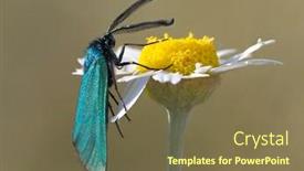  Presentation with natural - Slide set with green-forester-in-natural-habitat background and a tawny brown colored foreground