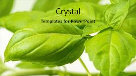  Presentation with green fresh food - Slide deck featuring green fresh basil herb leaves closeup basil plant growing in a flower pot in the garden gardening agriculture and culinary concept herb garden food background basil herb to be used for cooking background and a yellow colored foreground