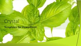  Presentation with green fresh food - Amazing presentation theme having green fresh basil herb leaves closeup basil plant growing in a flower pot in the garden gardening agriculture and culinary concept herb garden food background basil herb to be used for cooking backdrop and a gold colored foreground