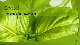  Presentation with green fresh food - Presentation theme with green fresh basil herb leaves closeup basil plant growing in a flower pot in the garden gardening agriculture and culinary concept herb garden food background basil herb to be used for cooking background and a gold colored foreground