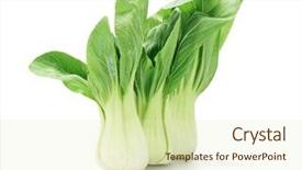  Presentation with white green - Audience pleasing PPT layouts consisting of green fresh chinese cabbage backdrop and a soft green colored foreground
