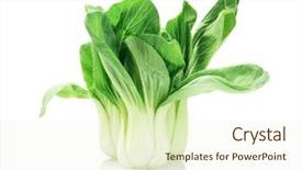  Presentation with cabbage - Amazing presentation having green fresh chinese cabbage backdrop and a cream colored foreground