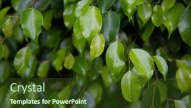  Presentation with green tree - PPT theme enhanced with green-fresh-ficus-tree-natural background and a tawny brown colored foreground