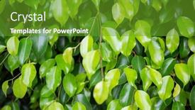  Presentation with green tree - Amazing slide set having green-fresh-ficus-tree-natural backdrop and a tawny brown colored foreground