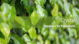  Presentation with green tree - Beautiful PPT theme featuring green-fresh-ficus-tree-natural backdrop and a tawny brown colored foreground
