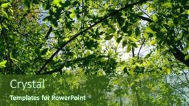  Presentation with green foliage - PPT theme enhanced with green-fresh-foliage-nature-background background and a tawny brown colored foreground