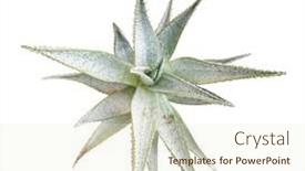  Presentation with green leaves - Slides enhanced with green-fresh-leaves-of-aloe background and a cream colored foreground