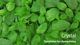  Presentation with tea leaves fresh green leaf - Beautiful presentation design featuring green fresh leaves of mint backdrop and a  colored foreground