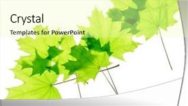  Presentation with green maple leaves - PPT theme featuring green fresh maple leaves isolated background and a blonde colored foreground