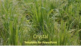  Presentation with rice paddy - Cool new slide deck with green-fresh-paddy-rice-field backdrop and a tawny brown colored foreground