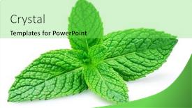  Presentation with peppermint - Slide deck consisting of green-fresh-top-of-peppermint background and a seafoam green colored foreground