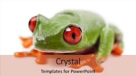  Presentation with red and white festive - PPT theme featuring green frog - red-eyed treefrog agalychnis callidryas portrait background and a  colored foreground