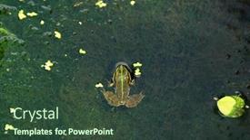  Presentation with frog - Colorful slide deck enhanced with green-frog-in-the-water backdrop and a tawny brown colored foreground