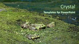  Presentation with frog - Theme having green-frog-in-the-water background and a tawny brown colored foreground
