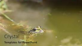  Presentation with frog - Beautiful theme featuring green-frog-in-water backdrop and a gold colored foreground