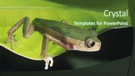  Presentation with frog - PPT theme consisting of green frog on leaf background and a tawny brown colored foreground