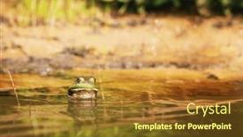  Presentation with frog - Slides having green-frog-showing-her-face background and a  colored foreground