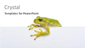  Presentation with text message - Slide set having green-frog-showing-signboard background and a white colored foreground