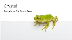  Presentation with slogan - Slide deck enhanced with green-frog-showing-signboard background and a white colored foreground