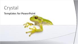 Presentation with slogan - Presentation design featuring green-frog-showing-signboard background and a white colored foreground