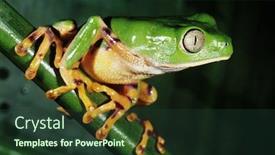  Presentation with vine - Presentation enhanced with green-frog-sitting background and a tawny brown colored foreground