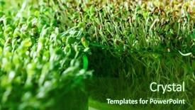  Presentation with microgreen - Colorful slides enhanced with green gardens - microgreen field backdrop and a forest green colored foreground