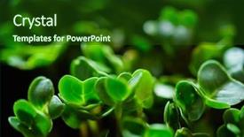  Presentation with gardens - Audience pleasing slide deck consisting of green gardens - microgreens backdrop and a forest green colored foreground