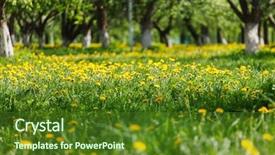  Presentation with purple rustic spring - Amazing PPT theme having green gardens - spring park backdrop and a tawny brown colored foreground